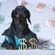 Black Dachshund in Stylish Jacket Sits on Bed with Money - VideoHive Item for Sale