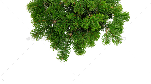 Christmas tree border isolated on white transparent, Xmas spruce, green fir pine  branch Stock Photo by rawf8