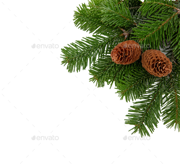 Christmas spruce, green fir twig isolated on white transparent background,  Xmas pine tree branch Stock Photo by rawf8