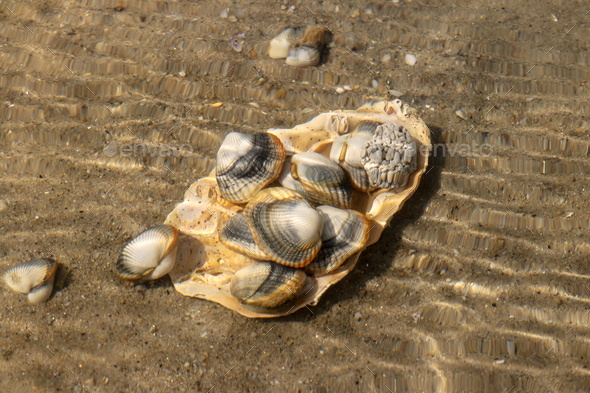 Common Cockles Underwater On The Seabed