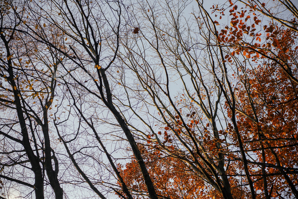 Autumn Wood Banner 