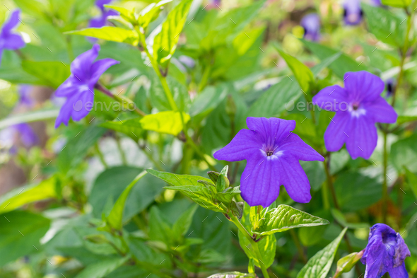peasant flower garden, Browallia speciosa or purple flower with white center - Stock Photo - Images