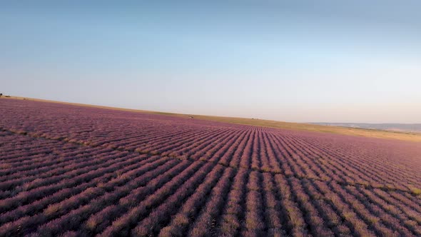 Flight Over Big Hill of Lavender Meadow at Sunset