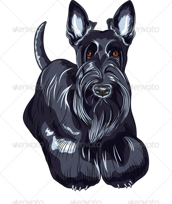 Vector Sketch dog Scottish Terrier Breed - Animals Characters