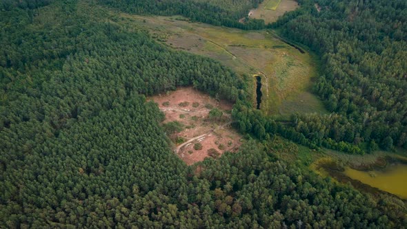 Drone footage of deforested pine forest