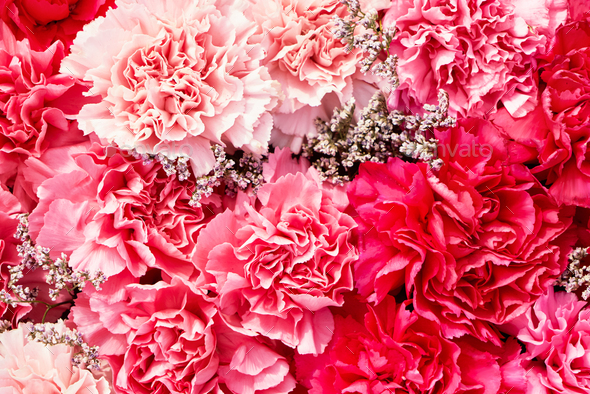 red carnation flowers, Stock image