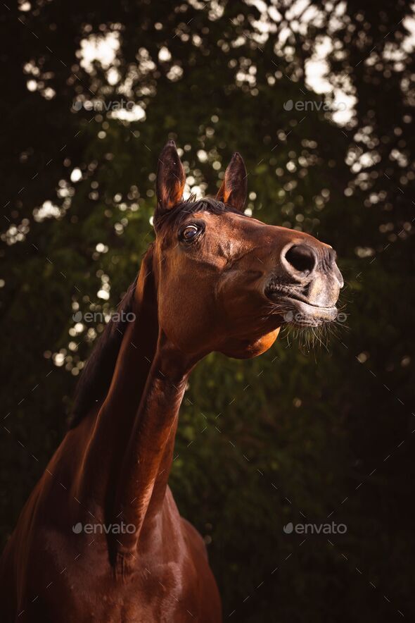 Portrait Of A Beautiful Horse Front View Stock Photo, Picture and