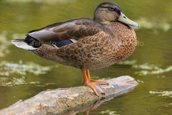 Closeup of a male American black duck standing on a log in the water. Anas rubripes. - Stock Photo - Images