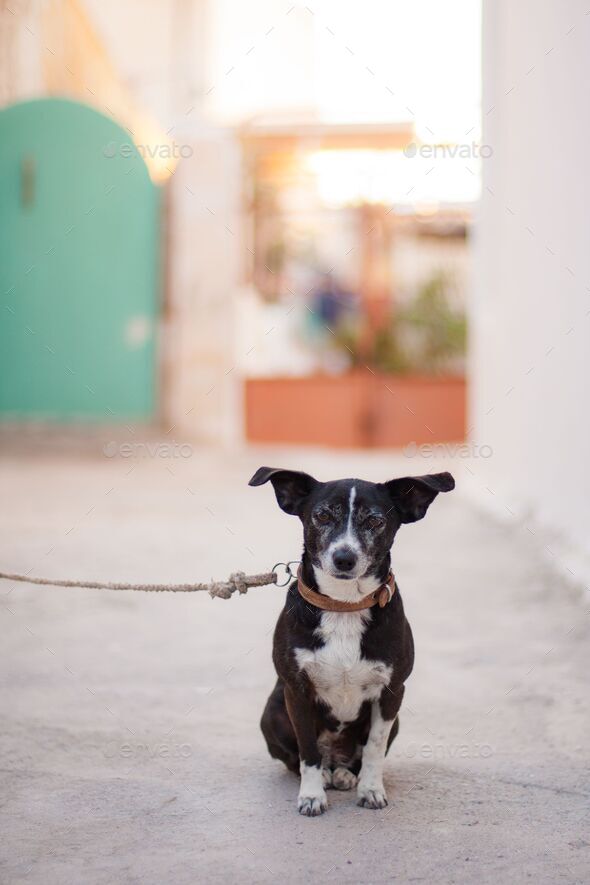 White clearance feist dog