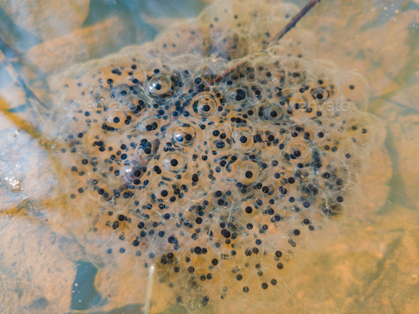 Top view closeup of frog tadpole eggs Stock Photo by wirestock