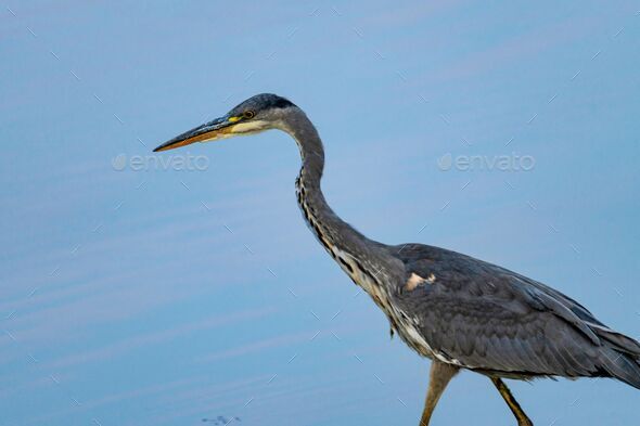Closeup of a grey heron (Ardea cinerea) on the water - Stock Photo - Images