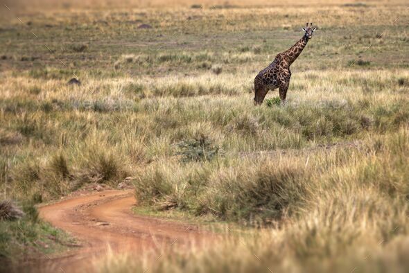 Huge Masai giraffe looking back captured in wilderness Stock Photo by ...