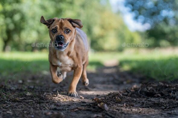 Boxer german shepherd shops puppy