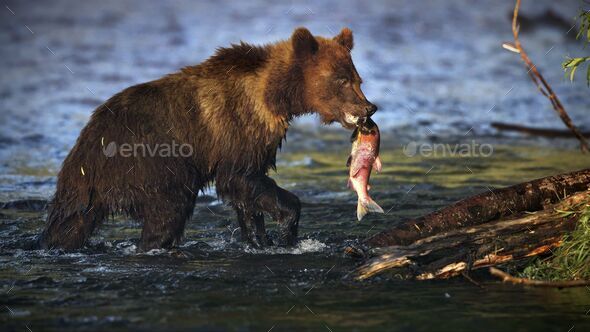 2024 Bear Holding Fish.