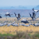 A flock of grey cranes takes off from a winter field - PhotoDune Item for Sale