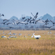 winter field view of migratory birds - PhotoDune Item for Sale