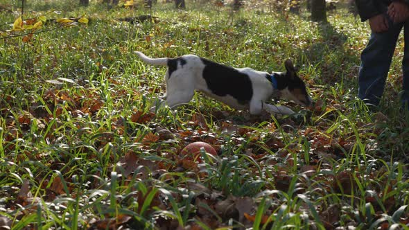 A young dog in an autumn forest. Dog on green grass with foliage alt