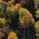 Yellow Forest and Road  - VideoHive Item for Sale