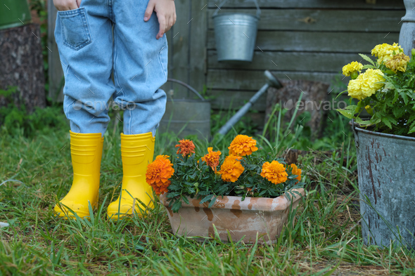 In yellow boots, a little girl with marigolds learns gardening, embracing new knowledge through real