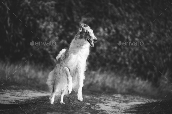 Russian Dog, Borzoi Dog Playfully Jumping On Walk. Fast Russian Hunting Sighthound. Russkaya Psovaya