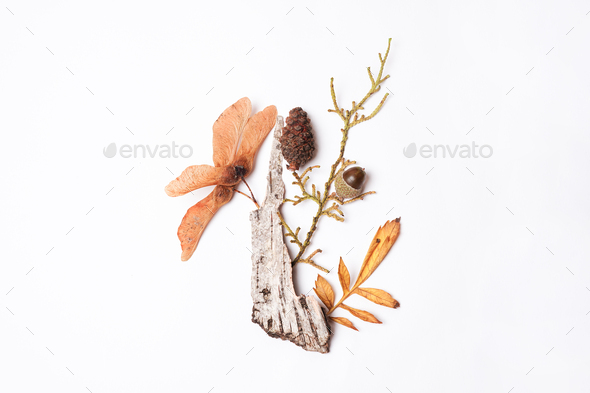 composition of natural forest decor on white background, autumn