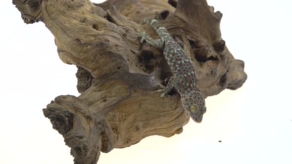 Tokay Gecko - Gekko Gecko on Wooden Snag in White Background alt