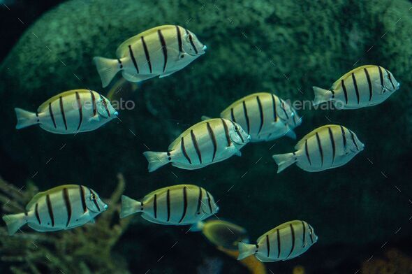Closeup of Acanthurus triostegus, also known as the convict tang, convict surgeonfish, or manini. - Stock Photo - Images