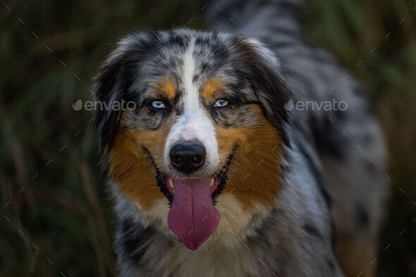 Australian shepherd hot sale white eyes