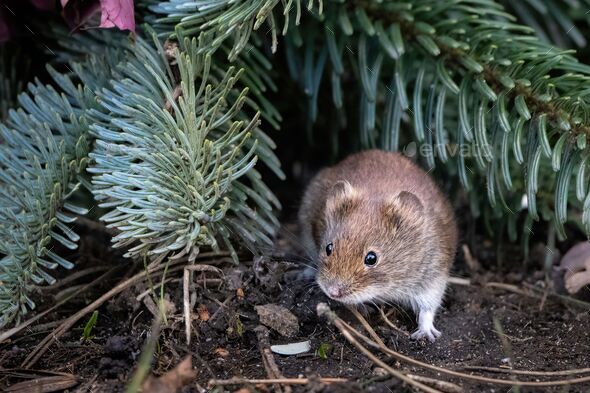 Closeup of a bank vole, Myodes glareolus. - Stock Photo - Images