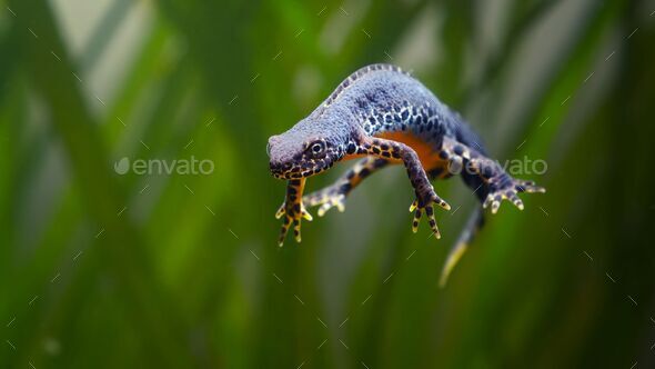 Alpine newt without gravity in the water.