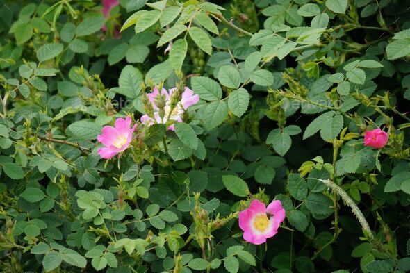 Closeup of Rosa villosa, the apple rose bush with pink flowers and green foliage. - Stock Photo - Images