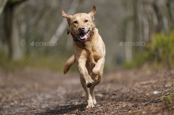 Labrador best sale retriever running