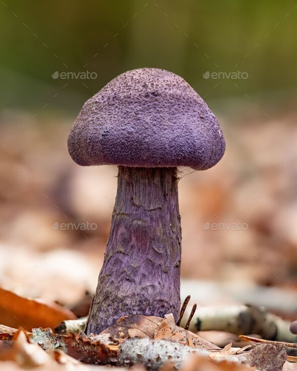 Cortinarius violaceus mushroom in leaves - Stock Photo - Images