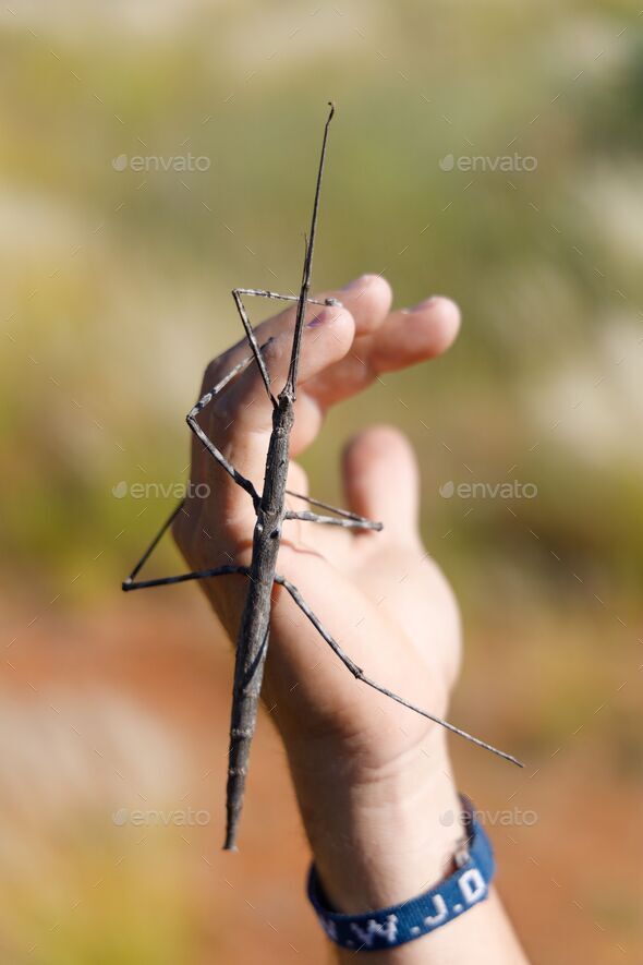 Vertical closeup of Medauroidea extradentata, known as the Vietnamese or Annam walking stick. - Stock Photo - Images