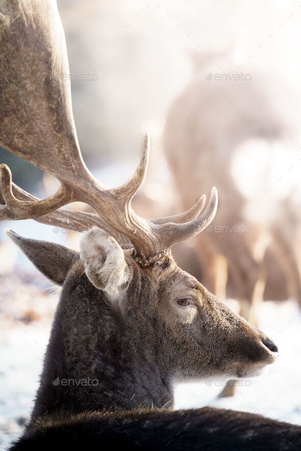 Vertical shot of the shiny sun hitting on the face of a beautiful deer with big antlers