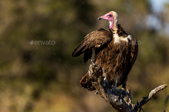 Shallow focus shot of a hooded vulture (Necrosyrtes monachus) - Stock Photo - Images