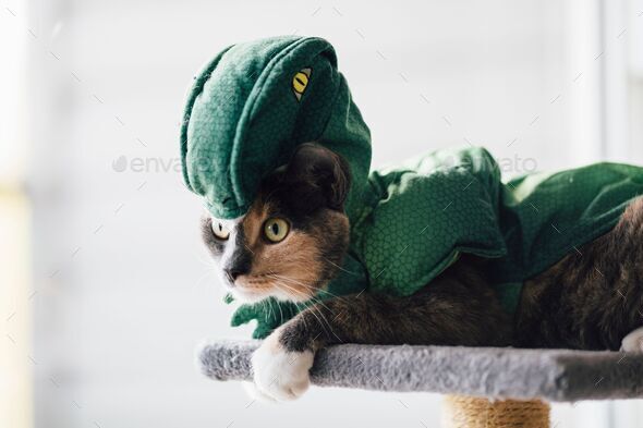 Closeup shot of a cute domestic cat in a Halloween dragon costume on an isolated background