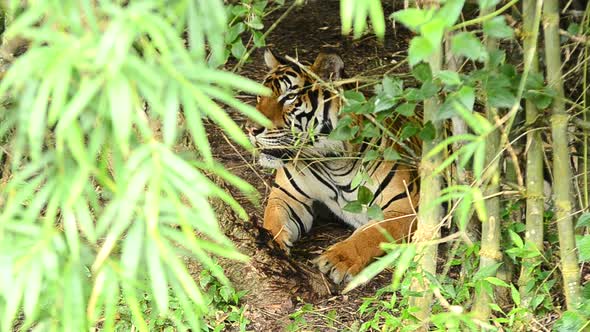 bengal tiger in a forest atmosphere
