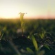 Young spring agricultural landscape of corn sprouts on field at golden sunset light - PhotoDune Item for Sale