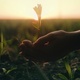 Female hands plant a sprout in the black soil at sunset. Agriculture background. - PhotoDune Item for Sale