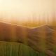 Female hand touches thick high green grass. Close up woman on wheat field in the rays of the sunset - PhotoDune Item for Sale
