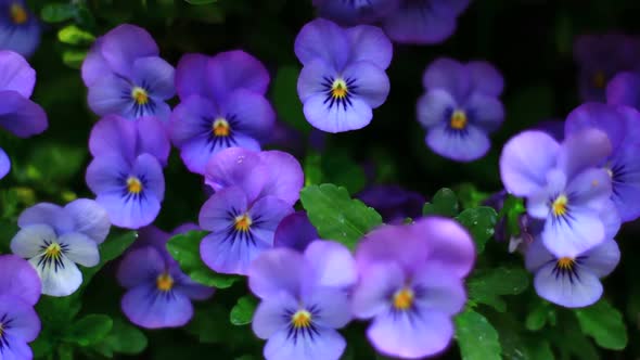 Small Purple Flowers Close up