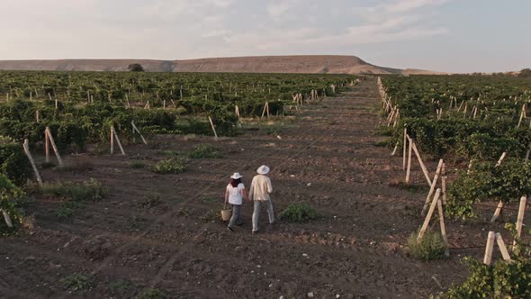 Man and Woman in Hats Hold Hands and Walk Through the Vineyard