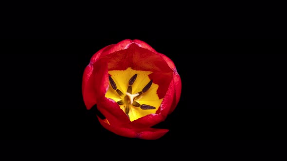Timelapse of a Blooming Tulip on a Black Background