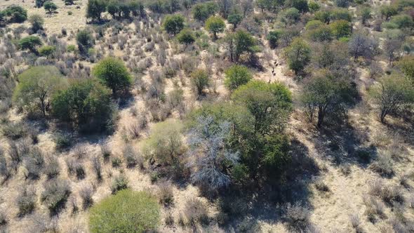 Wildebeest running one by one through a path in African savanna, AERIAL ...