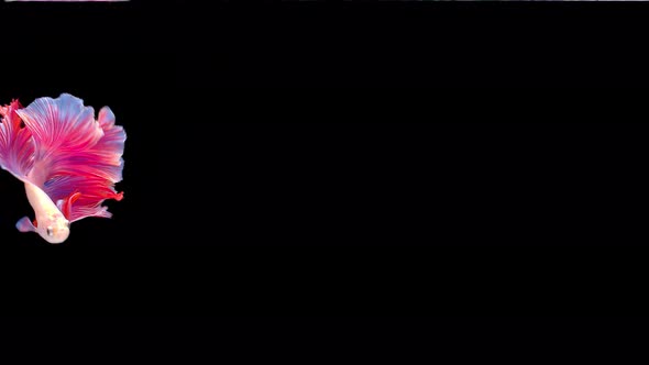 Siamese fighting fish (Betta splendens) alt