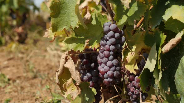 Vultivated vineyard with Vitis vinifera plant 4K 2160p 30fps UltraHD footage - Harvesting of  purple