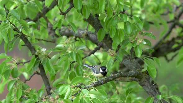 Titmouse Bird Is Eating Seed Sitting on Blooming Tree Branch with Flowers