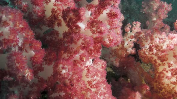 Scuba divers view swimming through an underwater forest of colourful sponges and coral. alt