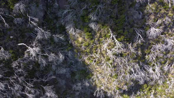 Drone view of burned trees in forest on the cliffs. White trees. Backgrounds and textures